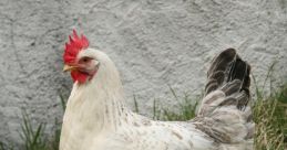 Hen