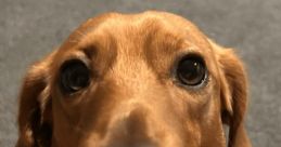 Lokitheweenie Lokitheweenie is a charming sausage dog who has captured the hearts of many with his playful personality and