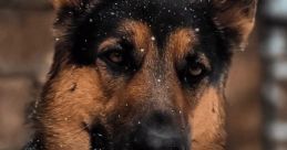 GSD_Moose