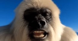 YETI VLOGS