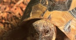 Hermonie The Hermann Tortoise Hermonie, a charming and well-loved Hermann tortoise, resides in a cozy habitat where she