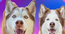 Fabius_the_Husky