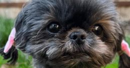 Kimchi the the Shih Tzu