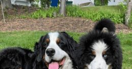 Walt & Gus