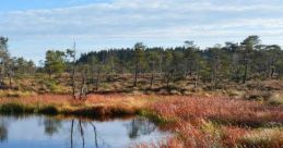 Moor