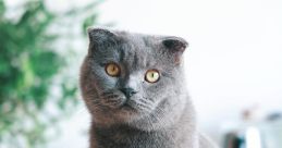Gato