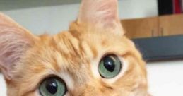 Fin For The Win Instafamous Cat