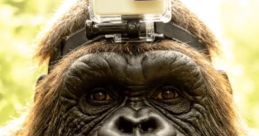 Bigfoot Vlog Time Welcome to Bigfoot Vlog Time, the ultimate destination for unforgettable moments that will elevate your