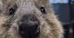 Kinta and Lara - Quokka stars at Adelaide Zoo