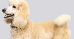 Pappy the Poodle Pappy the Poodle is an exceptionally talented standard poodle renowned for his captivating ability to