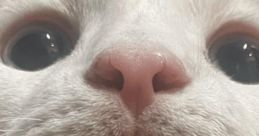 Petey