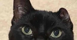 Uno Meet Uno, the internet-famous one-eared sensation who has captured the hearts of fans around the globe. Hailing from a