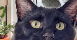 BabaYaga cat