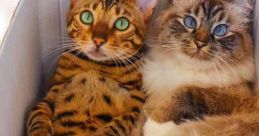 Nelly and Gilbert the cats