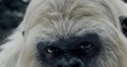 Yeti Boo