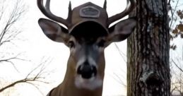 Bucknasty