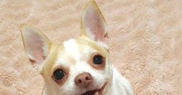 Pumpkin The Plump Pumpkin the Plump is an endearing and charismatic Chihuahua who has captured the hearts of audiences