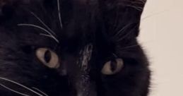 Bubsy Not The Bobcat Bubsy Not The Bobcat, famously recognized as YouTube's IT Cat, has captured the hearts of viewers