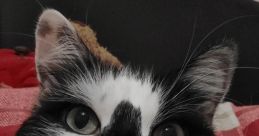 Fluffy British Cat
