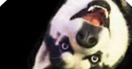 MAX the HUSKY