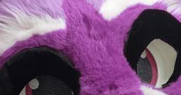 Zee the Raccoon