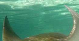 Barrel Boy the Stingray Barrel Boy the Stingray is an energetic and charismatic marine creature who has captured the