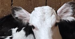 Farmgrrrrl