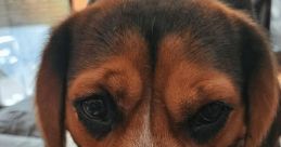 Chico and Zazu Chico is an exuberant 4-year-old Beagle with a personality that shines brightly. This friendly and playful