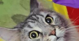 The Pawtistics