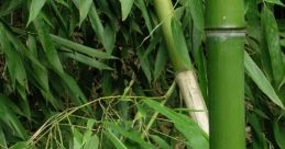 Bamboo
