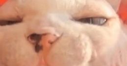 Beebs