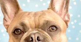 Astro the French Bulldog