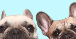 Griffin Frenchie