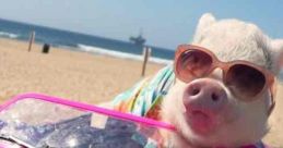 Hamlet The Piggy Hamlet The Piggy is an adorable mini pig residing in Nashville, Tennessee, known for his charming