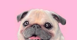 Loulou The Pug