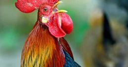 Rooster