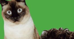 Merv The Cat