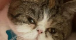 Papaya The Cat