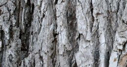 Bark