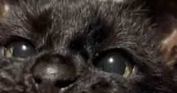 Clare Clare is a passionate cat mom residing in the vibrant heart of the United States, where she shares her life with three