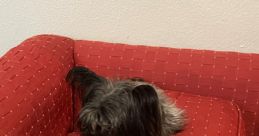 Oreothepuppy Oreothepuppy is a charismatic voice artist with a youthful energy, captivating listeners with a smooth and
