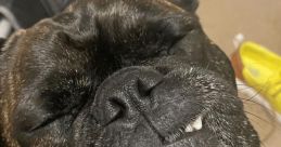 FRUG(Ryan) Ryan Flippen, also known as FRUG, is an energetic and engaging content creator based in the United States. With a