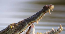 Crocodile