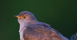 Cuckoo