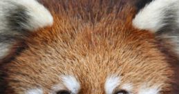 Panda Eyes