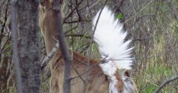 Tail Tail and effects to download and play.