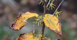 Witchhazel09