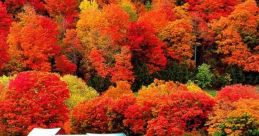 Fall