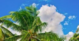Tropical