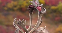 Caribou
